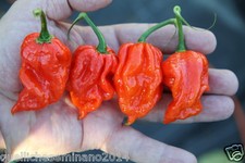 20  SEMI DI NAGA VIPER   il peperoncino  piccante very hot SEMI PURI + GUIDA 