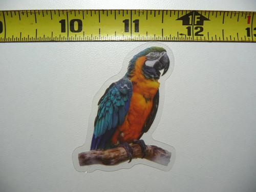 Macaw pappagallo animale - macaw,