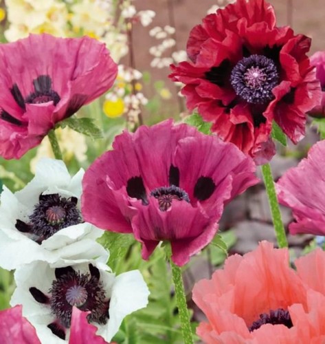 600 semi papaver - semi,