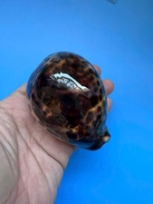 89 mm | Cypraea Tigris