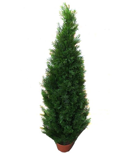 Pianta tuia maxi - di,