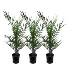 Palme dattero delle - da,
