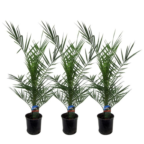 Palme dattero delle - da,