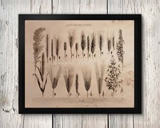 Stampa Poster Grani Riso Grano