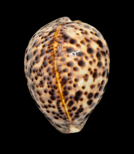 Conchiglia shell cypraea - conchiglia,