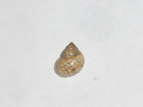 Littorina saxatilis awesome - littorina,