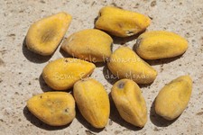 ALBERO FIAMMA - BRACHYCHITON