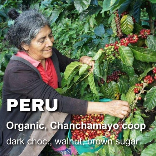 Perù chicchi caffè - chicchi,