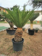 Palma giapponese Cicas "Cycas
