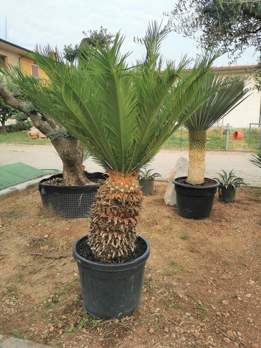 Palma giapponese cicas cycas - cicas, "cycas
