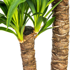 Yucca Elephantipes Pianta da