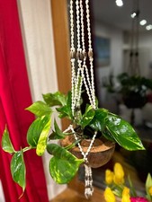 Conchiglia semaforo per fiori, semaforo per fiori, appendino per piante, semaforo da appendere