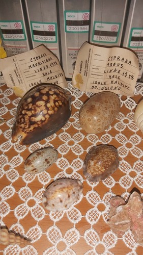 Collezione cypraea diverse - collezione,