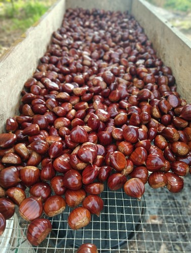 Castagne vallerano dop in - ,