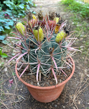 FEROCACTUS GRACILIS - CACTUS - DIAM 13 H 13 CM