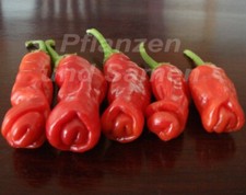 🔥 Peter pepper pene