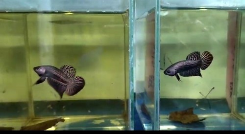 Coppia alieni rame - rame, betta