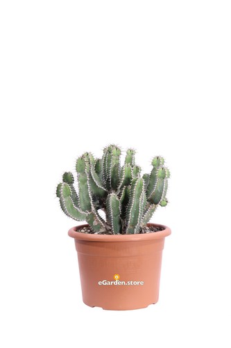 Pianta euphorbia - di,