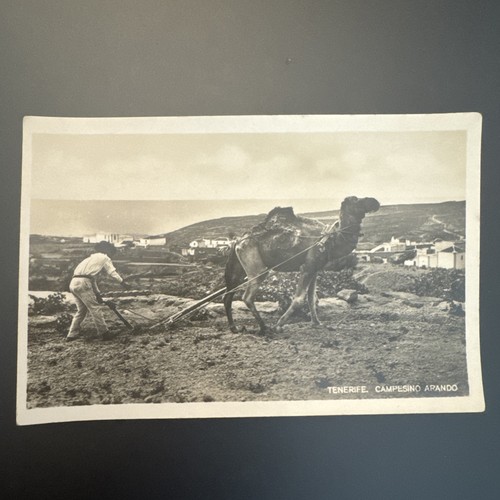 Vintage tenerife canary - vintage,