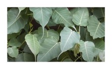 100x ficus religiosa fico - 100x,