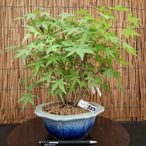 Bonsai acero yamamomijii - bonsai, di