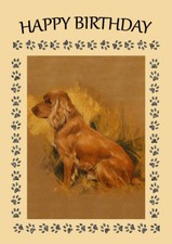 COCKER GOLDEN COCKER SPANIEL