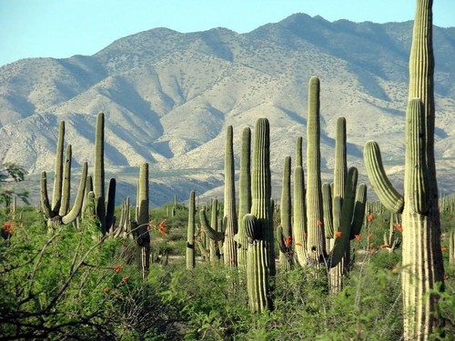 Saguaro seeds carnegiea - saguaro, 20