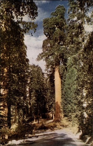Sequoia national park - national,