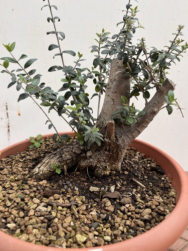 Pre bonsai olivastro - bonsai, di