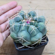 Thelocactus hexaedrophorus