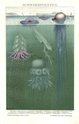 1898 antica cromolitografia - 1898,