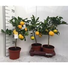 Albero di limone Meyer -Lisa-