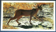 CARACAL    Colour Photo-card   LE02M