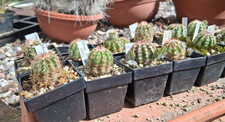 Pezzi echinocereus - 2,