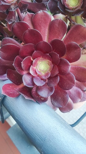 Talea aeonium arboreum - talea,