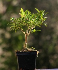 Prebonsai melograno - prebonsai,