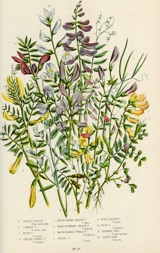 Stampa botanica antica 1899 - stampa,