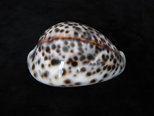 Sea shell cypraea tigris - sea,
