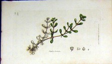 Vecchia stampa antica