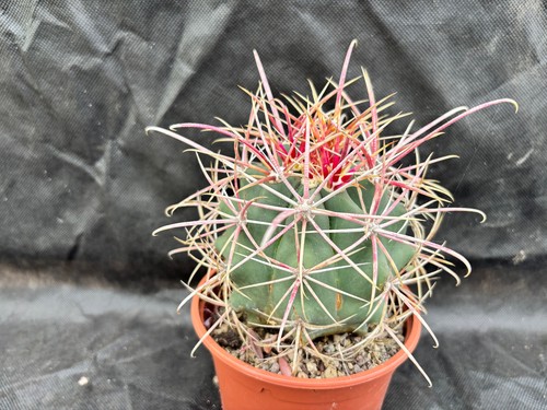 Ferocactus acanthodes vivaio - acanthodes, -vivaio