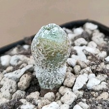 Astrophytum asterias Onzuka