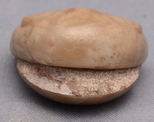 Dysplanus babinoensis - dysplanus,