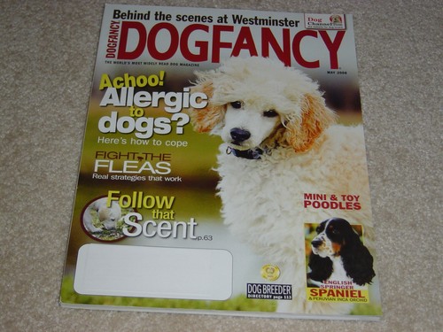 Mini toy poodles english - poodles,