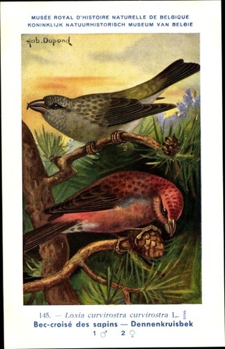Cartolina artista dupond - cartolina, d'artista