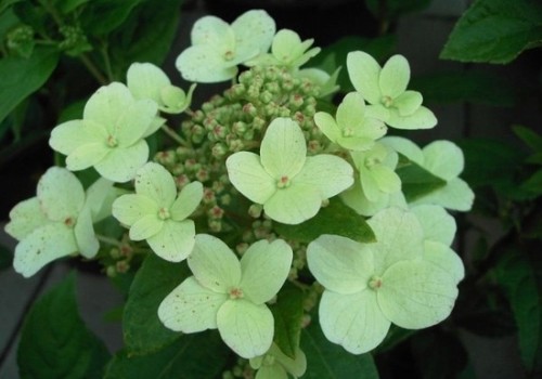 Dart little dot - little, ortensia