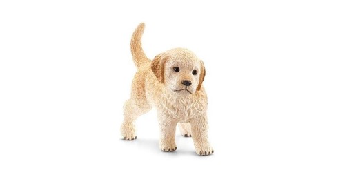 Cane golden retriever - cane, cucciolo