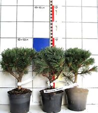 Pinus mugo BENJAMIN -- piccoli