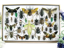 Bellissimi insetti imbalsamati