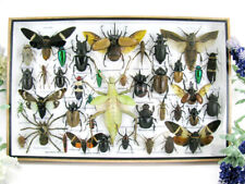 Bellissimi insetti imbalsamati