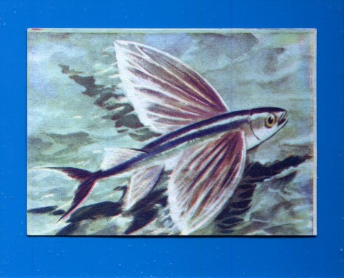 Animali lampo 1964 - animali,